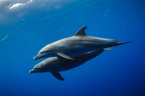 a dolphin is 42 feet underwater and ascends|Adolphin is 42 feet underwater and ascends at a constant.